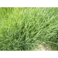 加拿大梯牧草进口需要的材料