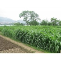 美国梯牧草进口深圳需要什么手续