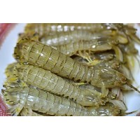 小道消息皮皮虾进口大连清关注意事项