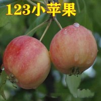 唐山海棠 唐山果海棠 遵化果海棠123小苹果