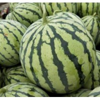 延津嫁接西瓜苗麒麟,封丘卖西瓜苗育苗厂2023