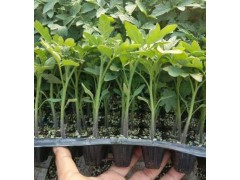 中山嫁接番茄苗基地\阳江秋延茬硬粉西红柿苗(2023)