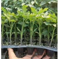 中山嫁接番茄苗基地\阳江秋延茬硬粉西红柿苗(2023)