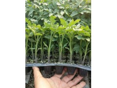 揭阳番茄苗嫁接基地\茂名圣女果苗育苗厂(2023)