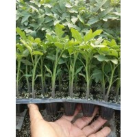 2023石嘴山培育番茄嫁接苗\银川粉果西红柿苗抗病