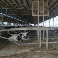 养殖设备热镀锌牛卧床 奶牛休息起卧定位栏