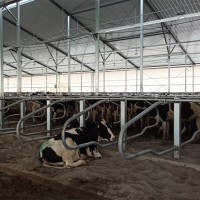 牛颈枷制造商 奶牛场设备固定牛用架子
