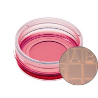 µ-Dish 35 mm带计数格培养皿-80156