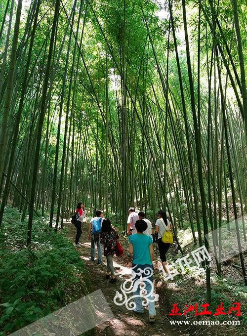 采访团第一组在梁平百里竹海李家湾寿竹林采访。