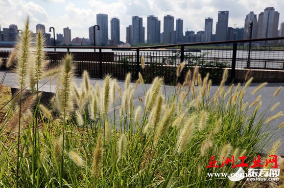 空中俯瞰,杨浦滨江风景线与附近写字楼、轮渡码头融为一体