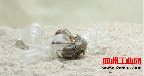 太萌了！女艺术家用3D打印给居蟹造豪宅